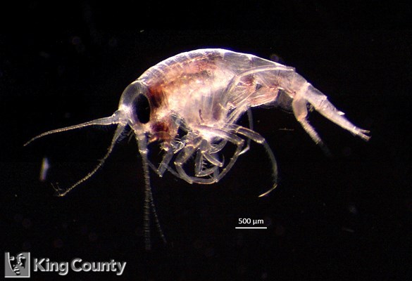 Photo of Amphipoda